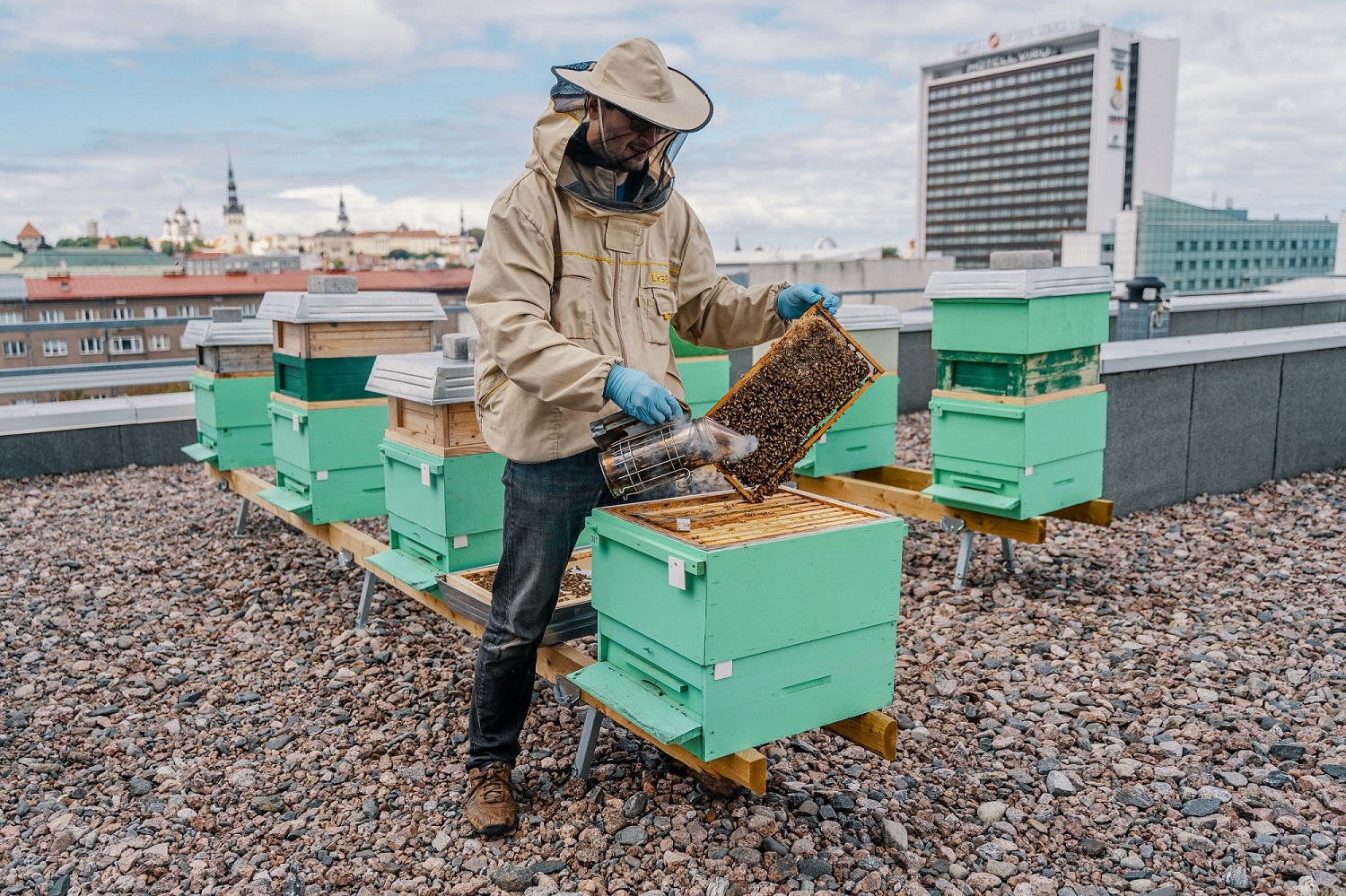 Kokku on LHV katusel seitse mesitaru, kus elab ligi 300 000 mesilast