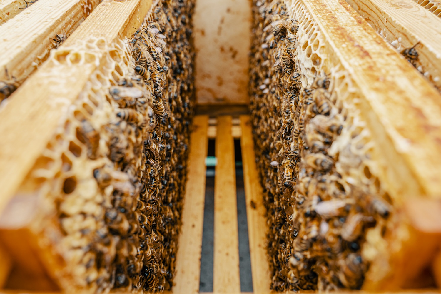 Mesilased on sümboolne osa LHV rohelisest tegevuskavast, mille eesmärk on anda panus puhtama keskkonna ja jätkusuutlikuma majanduse poole liikumisse.